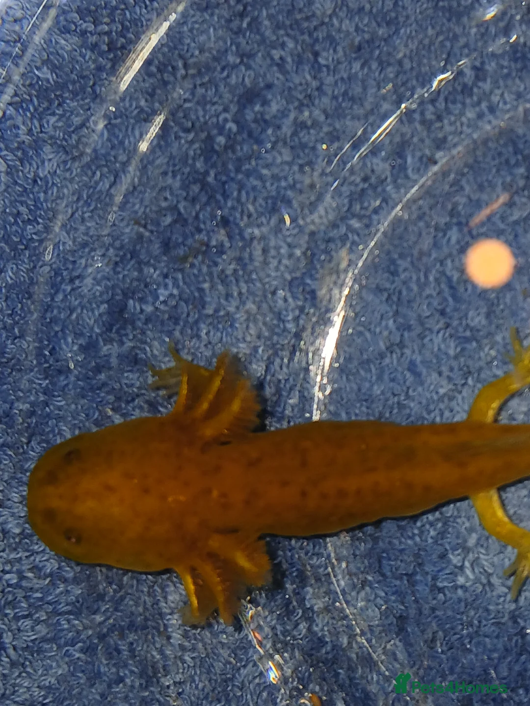 Other/Mixed Breed fish for sale: Axolotls babies gold and copper  - Advert 25