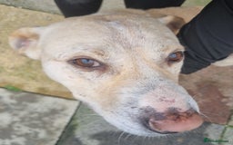 Mixed Breed dogs for adoption: Meet Gary – The Big, Gentle Goofball  - Image 2