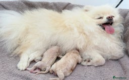 Pomeranian dogs for sale: ONLY 1 TEDDY BEAR BOY LEFT! 🧸💙 - Image 8