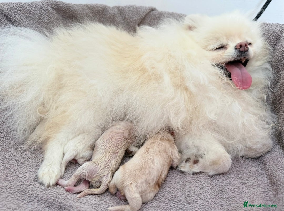 Pomeranian dogs for sale: ONLY 1 TEDDY BEAR BOY LEFT! 🧸💙 - Image 8