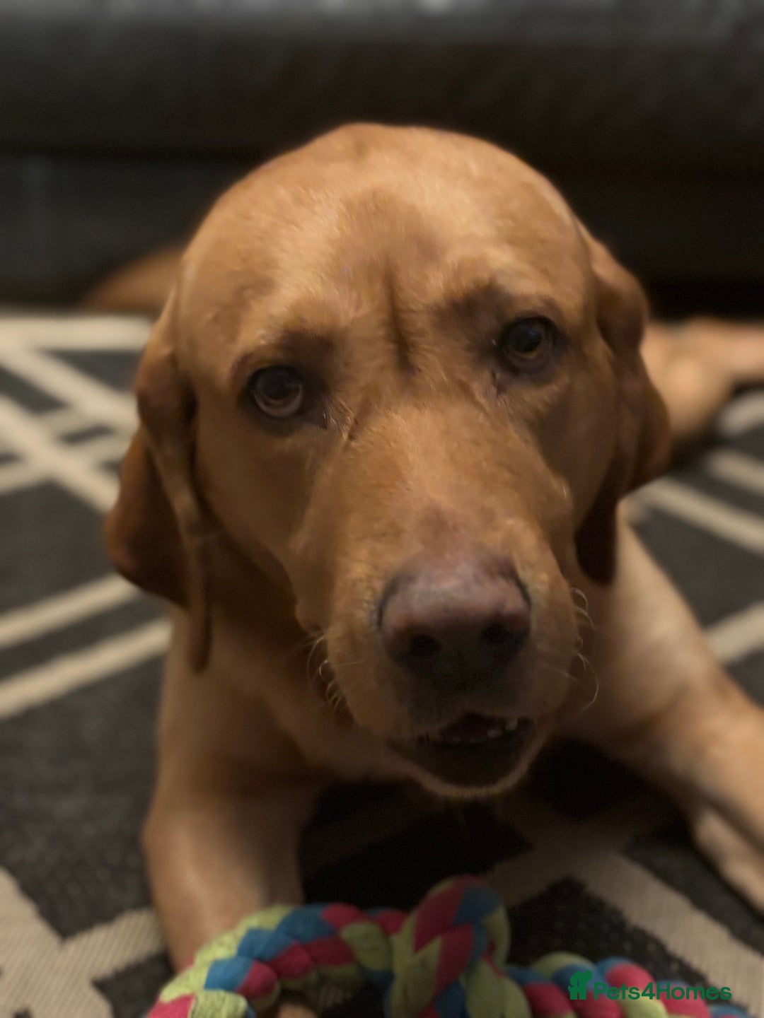 Goldador dogs for sale: Goldador Mix Puppies for sale - Advert 3