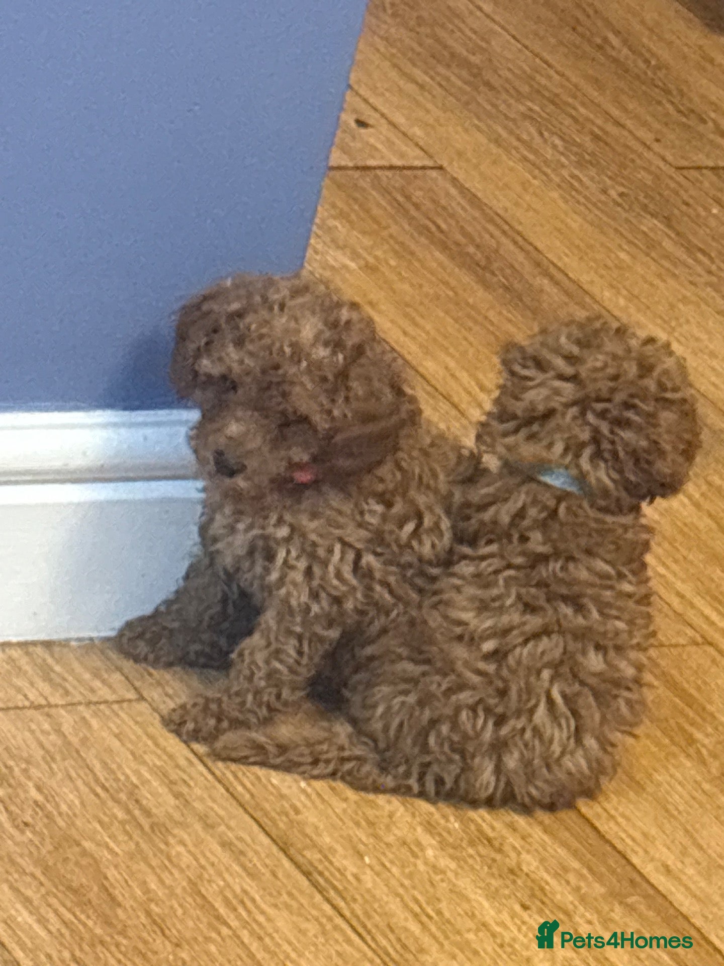 Miniature Poodle dogs Ready to leave now 🐾 Miniature poodle puppies.  - Advert 9