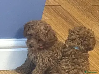 Miniature Poodle dogs Ready to leave now 🐾 Miniature poodle puppies. - Advert 9