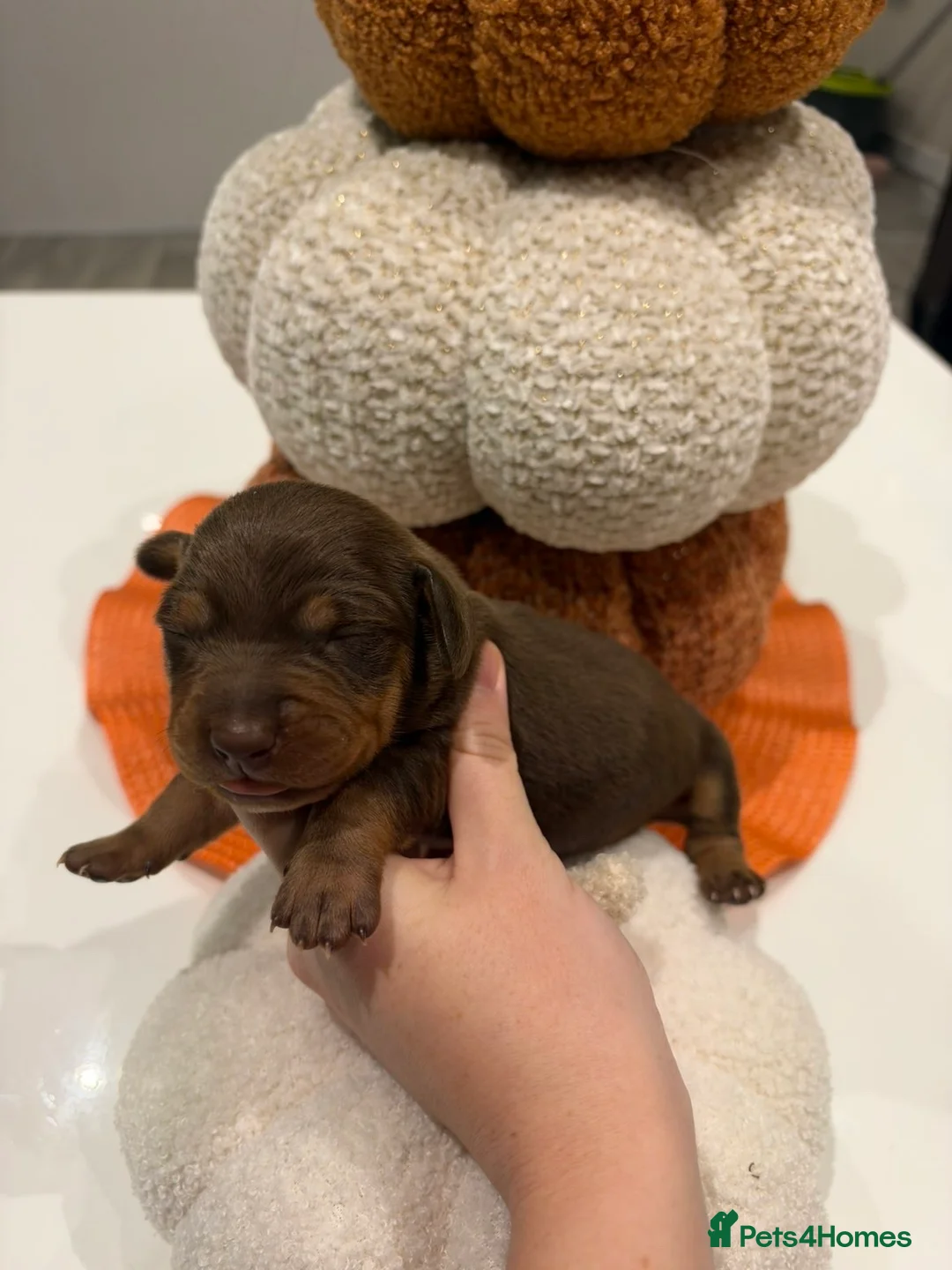Miniature Dachshund dogs for sale: MINIATURE DACHSHUND PUPPIES - Advert 2