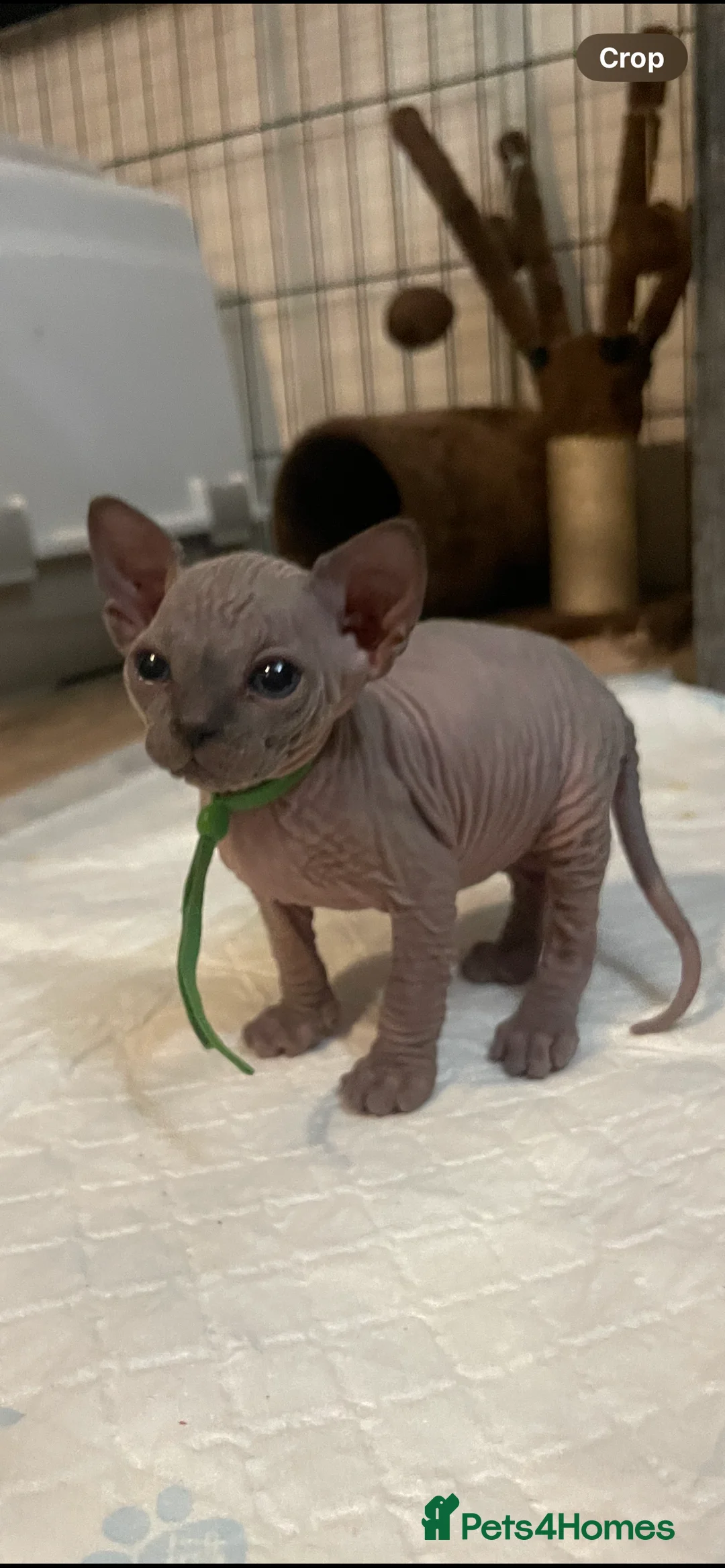 Sphynx cats for sale: Amazing Sphynx & Elf Kittens  - Advert 7