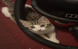 British Shorthair cats for sale: 2 tabbys - Image 4