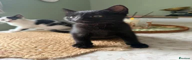 Jet