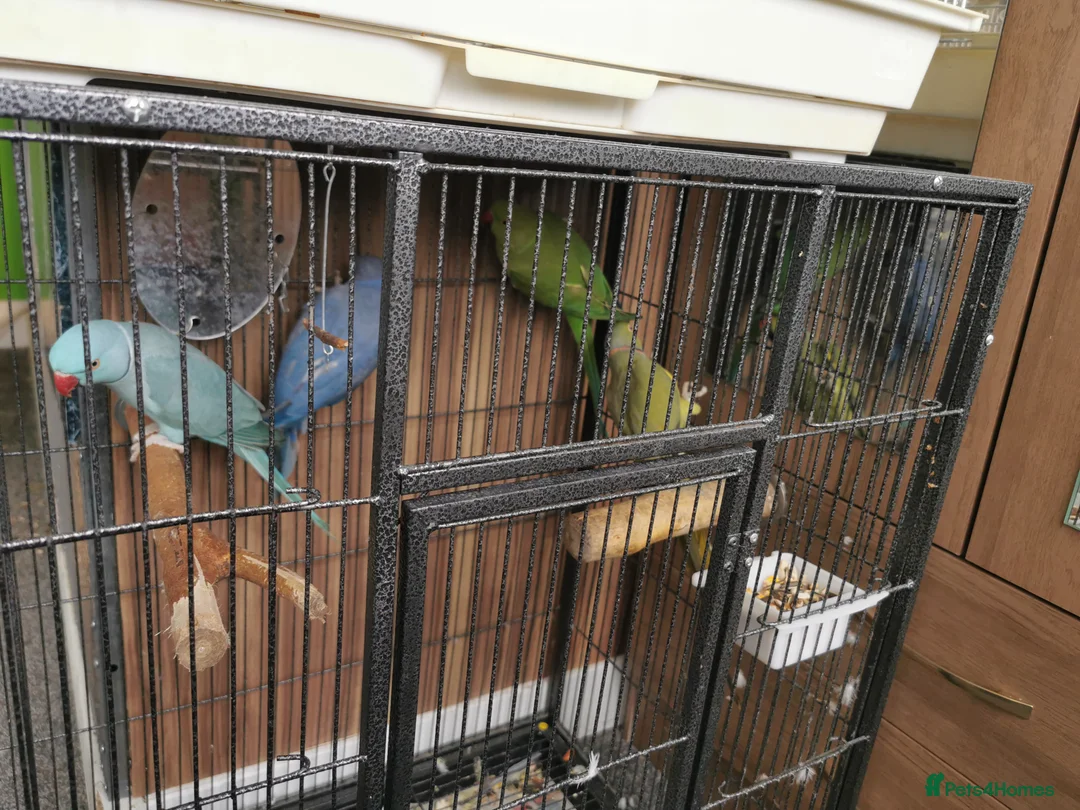 Ringnecks birds for sale: Indian Ringneck Birds - Advert 2