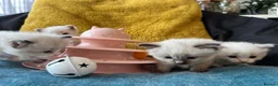 Ragdoll cats for sale: Pure ragdoll kittens sake London - Advert 7