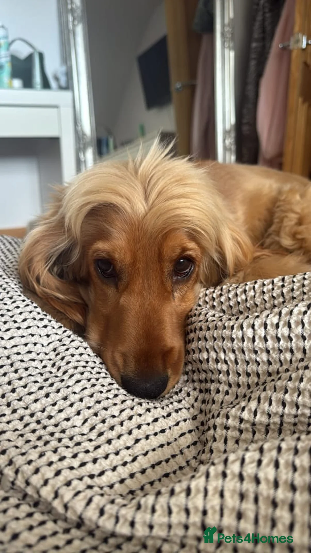 Cocker Spaniel dogs for sale: Sweet Golden Show Cocker Spaniel in Manchester - Advert 5