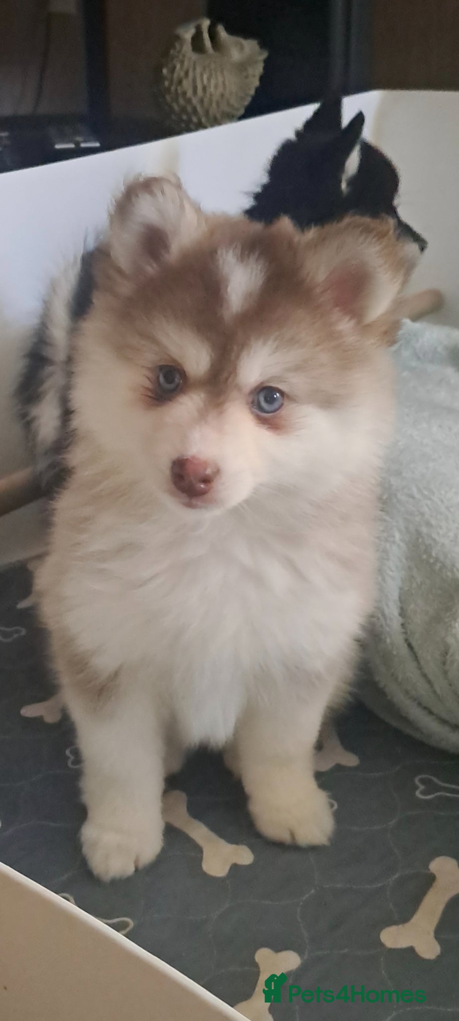 Pomsky dogs 2 Girls available one blue eyes on green eyes - Advert 6