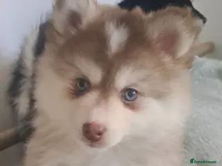 Pomsky dogs 2 Girls available one blue eyes on green eyes - Advert 6