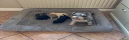 Schnoodle dogs for sale: Stunning F1 Schnoodle puppies KC reg parents!!  in Whitchurch - Advert 5