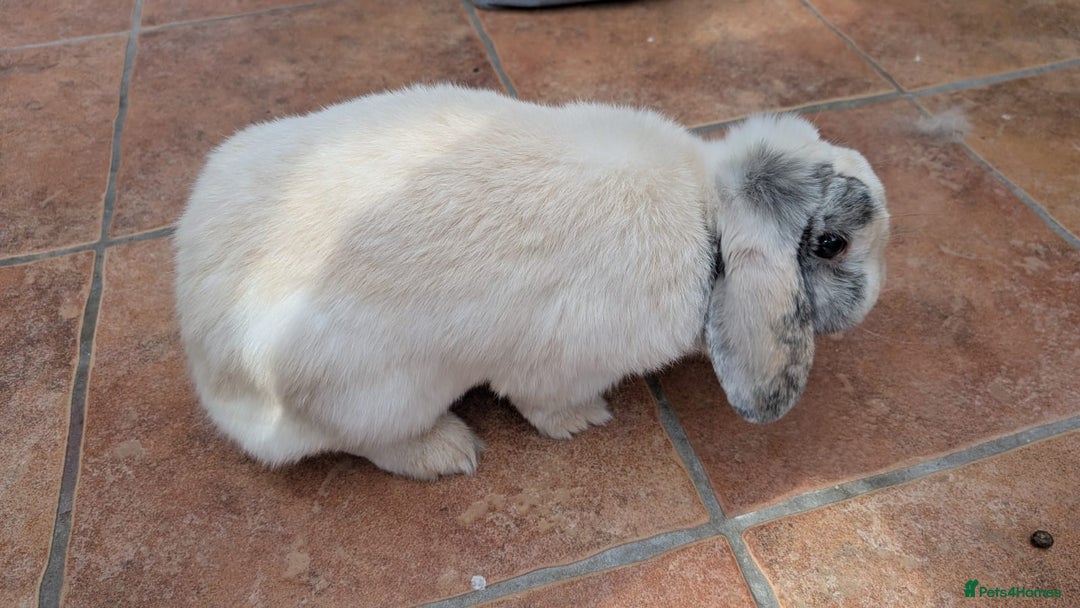 Mini Lop rabbits for sale: Mini Lop - Image 2