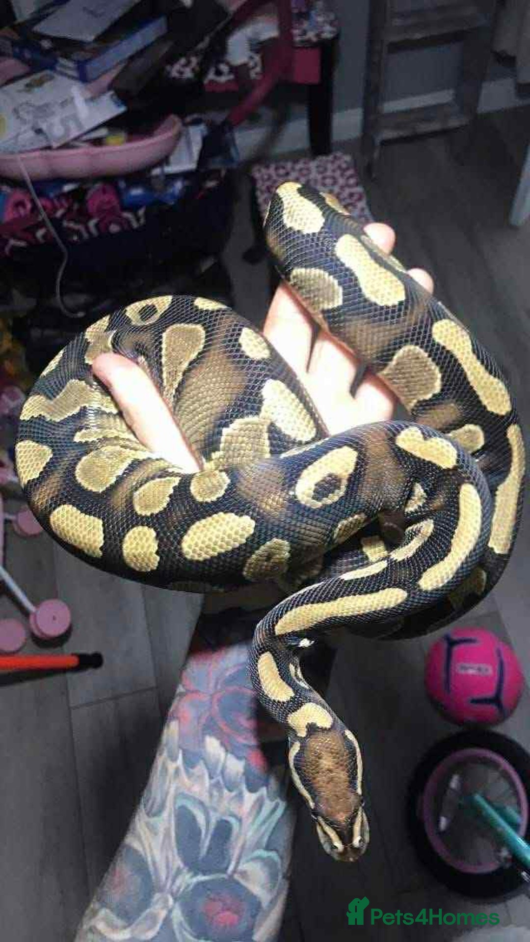 Python Snake reptiles for sale: Ball pythons / royal pythons  - Advert 7