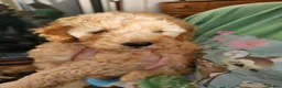 Mini Goldendoodle dogs for sale: Mini Goldendoodle Puppies - Advert 18