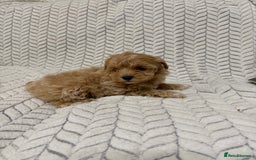 Mixed Breed dogs for sale: 🐾🐾 F1 Bb Maltipoo Puppies Boys and Girls 🐾🐾 - Image 10