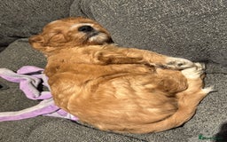 Mixed Breed dogs for sale: home grown golden doodle / cockerpoo  - Image 21