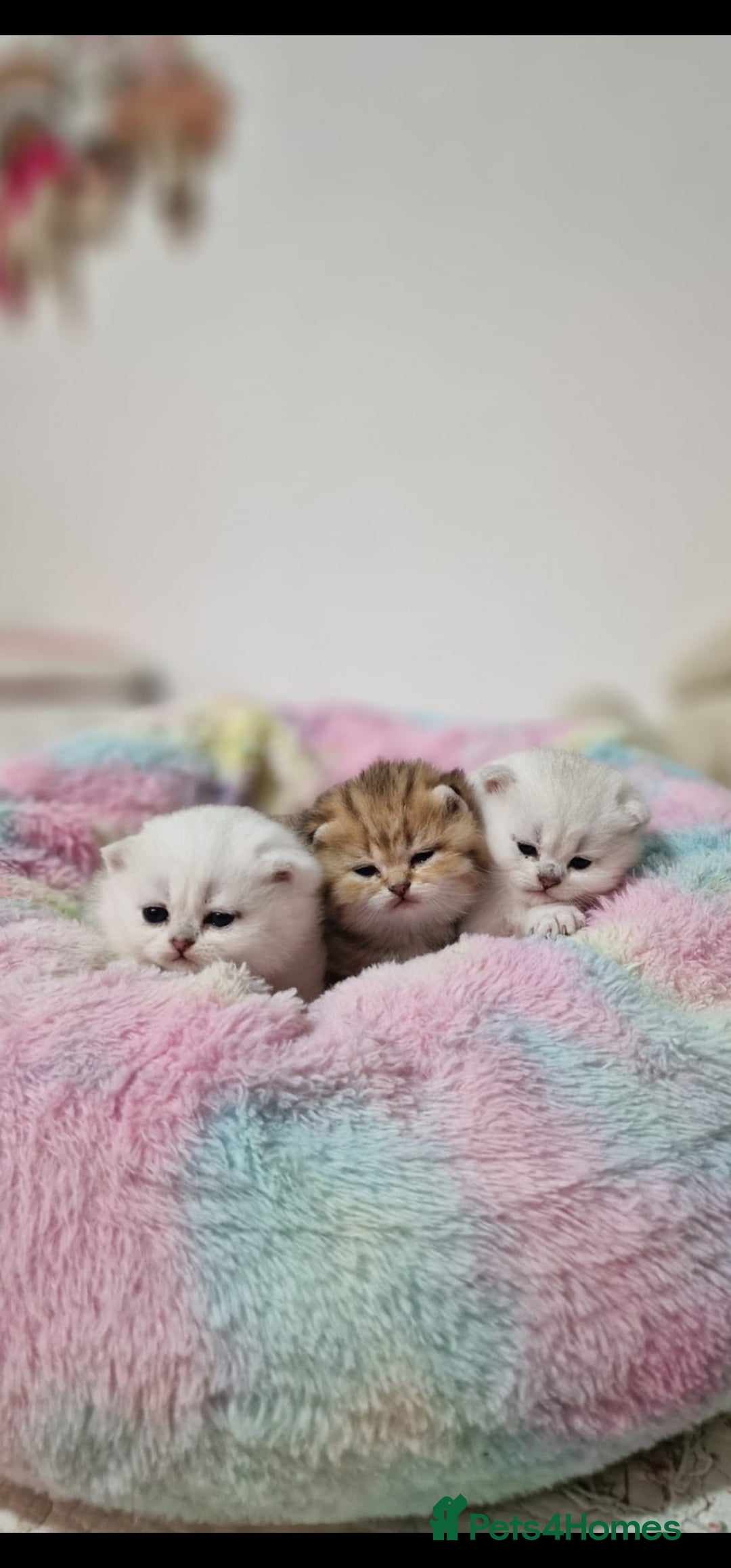 British Shorthair cats for sale: Pedigree British Short Hair Kittens  - Advert 8