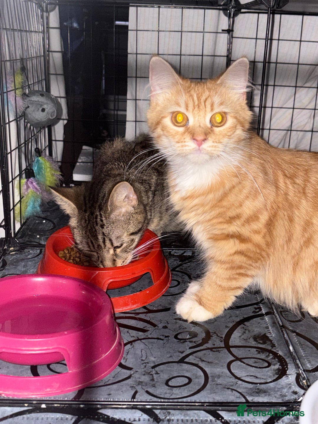 Domestic Shorthair cats for sale: Rescue cats- 20 in total rescued  - Image 2