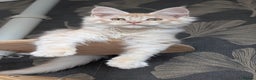 Maine Coon cats for sale: Pedigree, Tica registered kittens - Advert 6