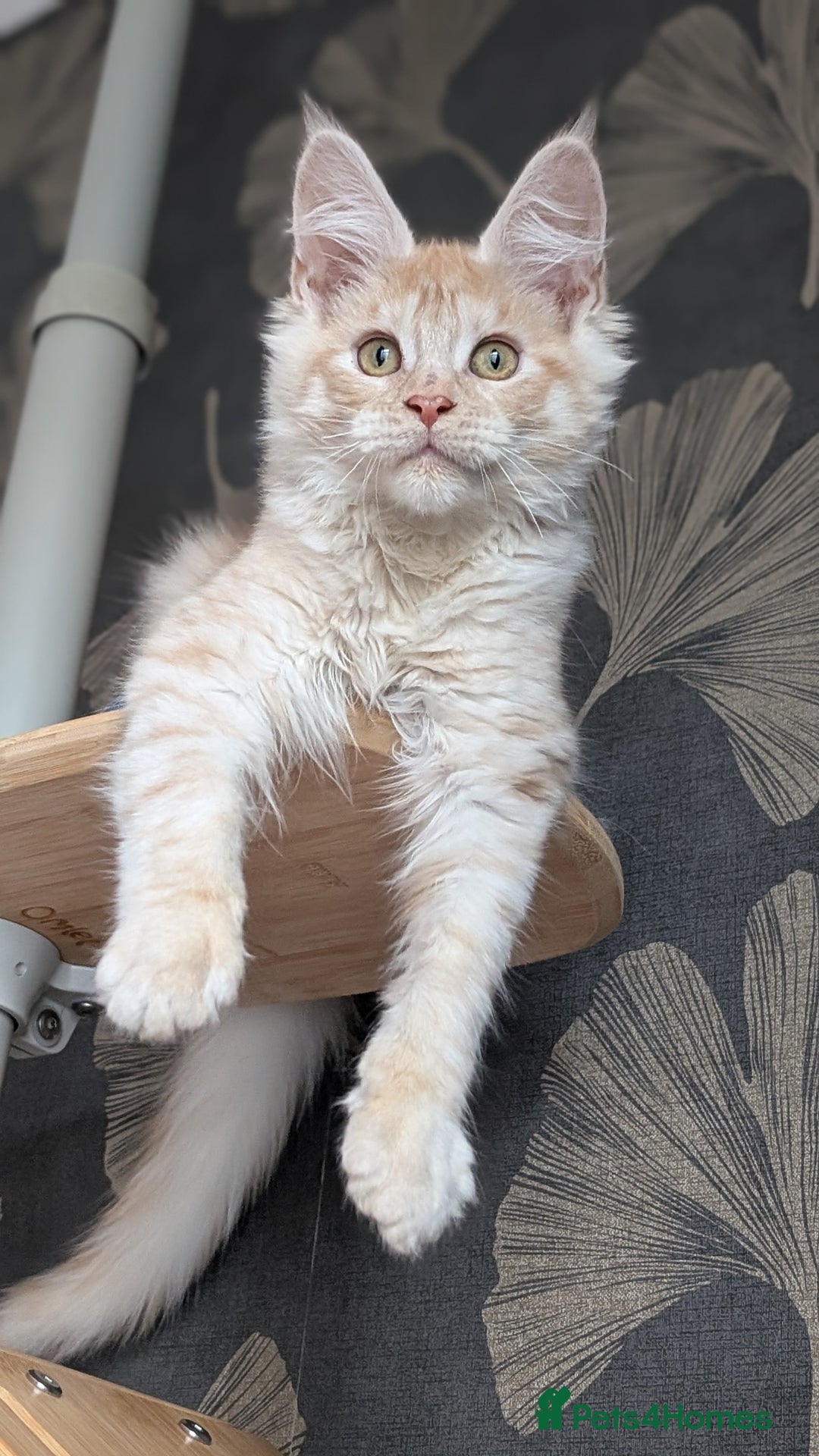 Maine Coon cats for sale: Pedigree, Tica registered kittens - Advert 6