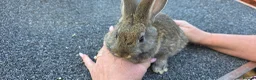 Continental Giant rabbits for sale: Giant continental babies  - Advert 6
