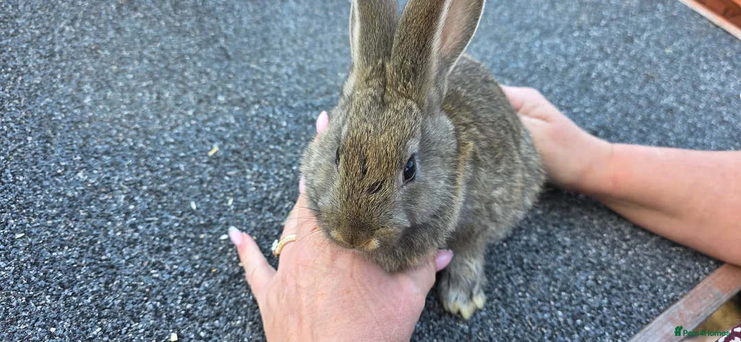 Continental Giant rabbits for sale: Giant continental babies  - Advert 6
