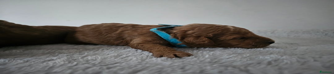 Cavapoochon Puppy 1