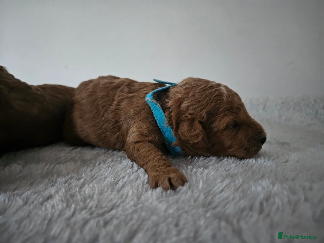 Cavapoochon dogs for sale: Toy cavapoochon F1b - Image 7