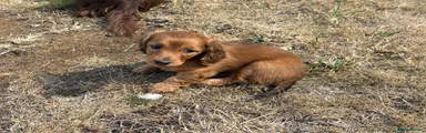 Dachshund 1 (Belinda)