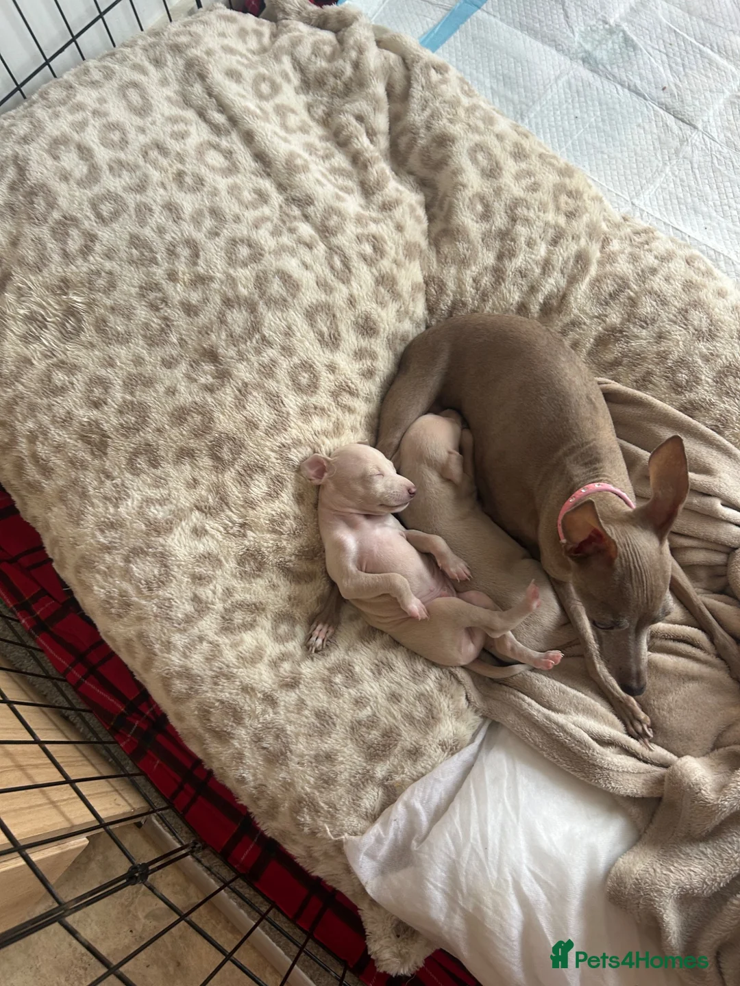 Italian Greyhound dogs for sale: Two beautiful Family Italian Greyhound Puppies   - Advert 2