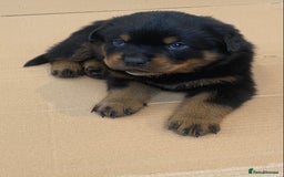 Rottweiler dogs for sale: Champion Bloodline Rottweilers - Image 19