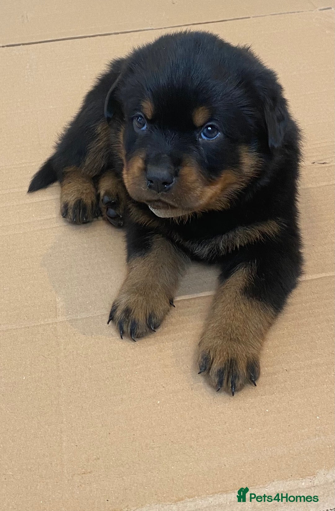 Rottweiler dogs for sale: Champion Bloodline Rottweilers - Image 19