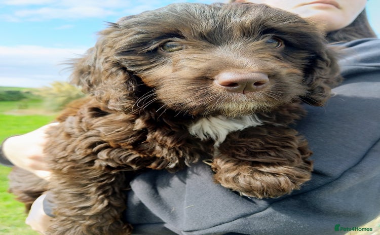 Labradoodle dogs - Advert 1
