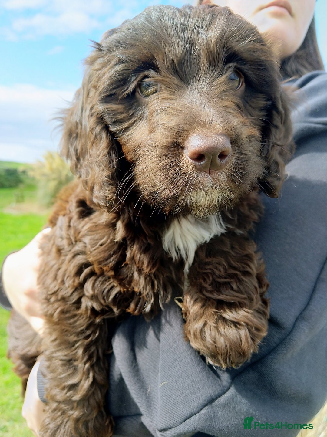 Labradoodle dogs for sale: Beautiful miniature labradoodle puppies - Image 1
