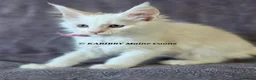 Maine Coon cats for sale: RARE Red Shaded, XL large TICA registerd  - Advert 15