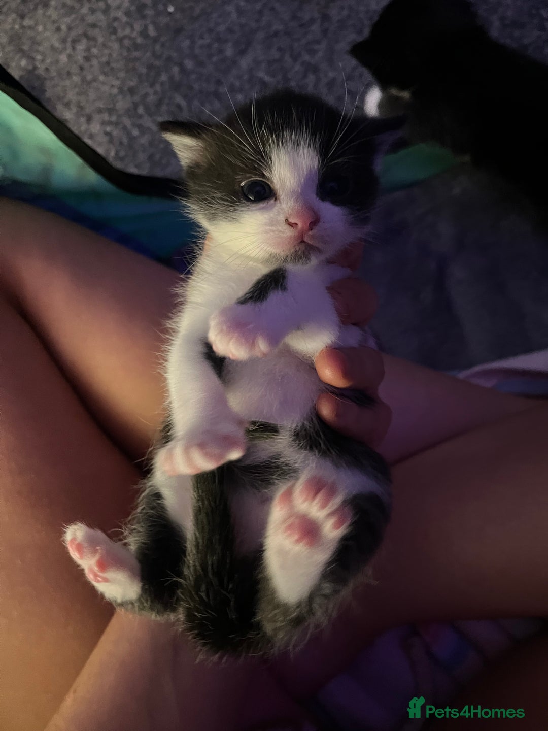 Mixed Breed cats for sale: SUPER CUTE KITTENS FOR SALE - Image 2