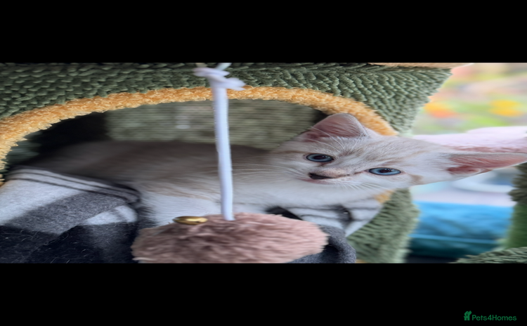 Mixed Breed cats - Advert 6