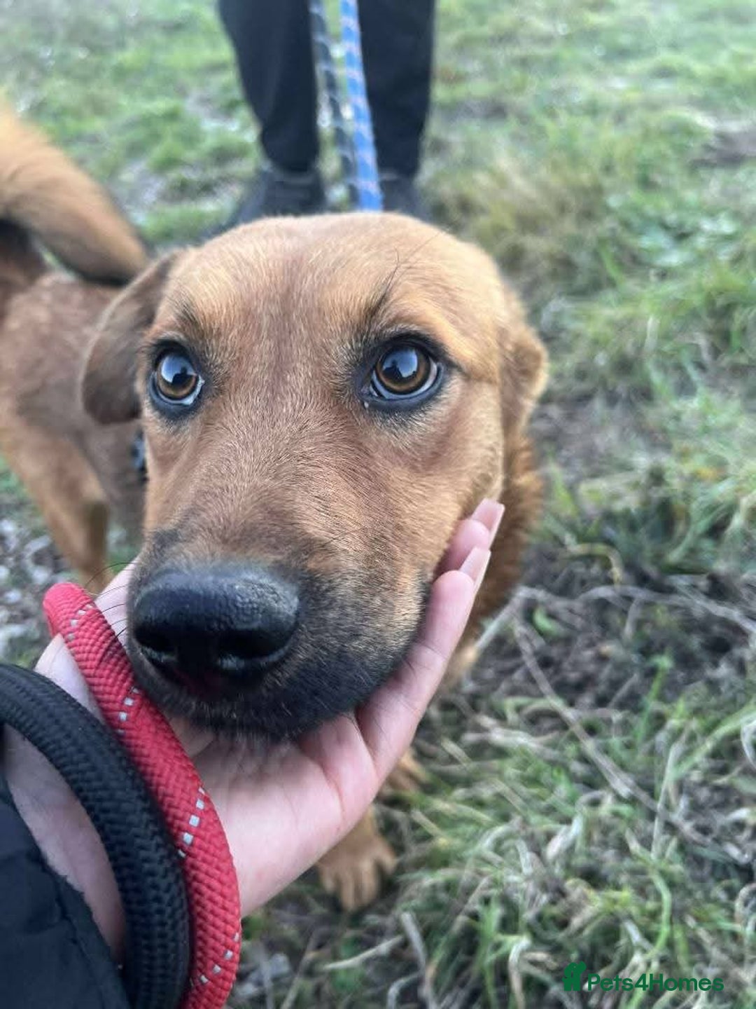 Mixed Breed dogs for adoption: Meet Jojo, currently residing in Essex - Image 4