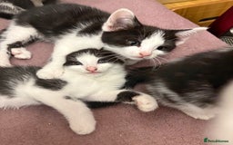 Mixed Breed cats for sale: Mixed kittens  - Image 22