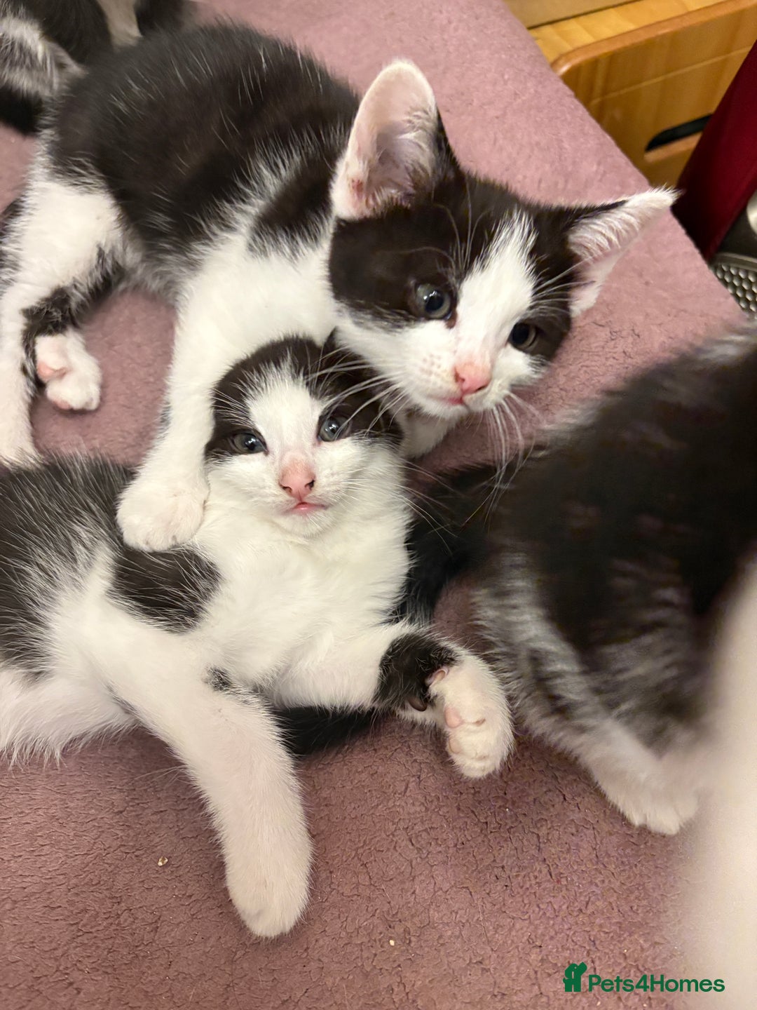 Mixed Breed cats for sale: Mixed kittens  - Image 22