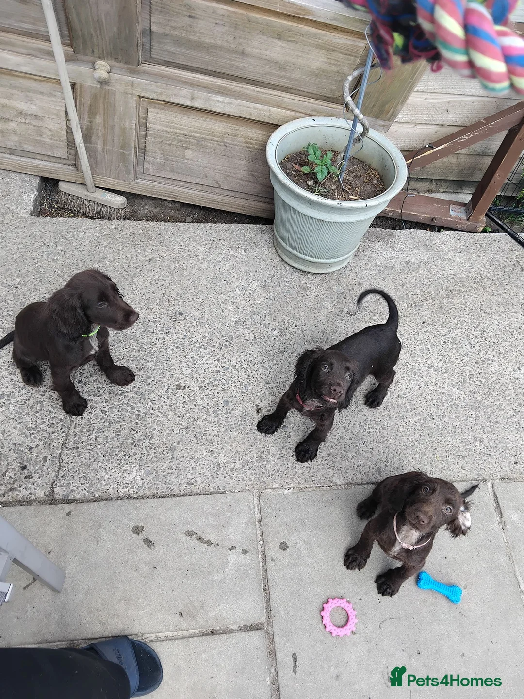 Cocker Spaniel dogs for sale: Cocker spaniel pups - Advert 17