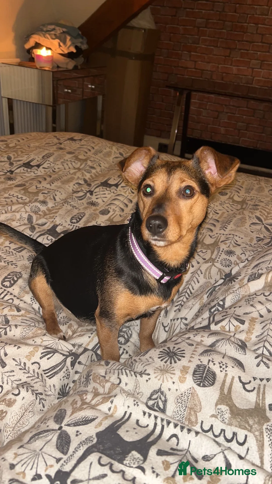 Jack Russell dogs for sale: Jack Russell pups. 2 LEFT - Advert 1