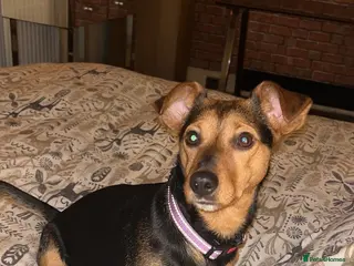 Jack Russell dogs Jack Russell pups. 2 LEFT - Advert 1