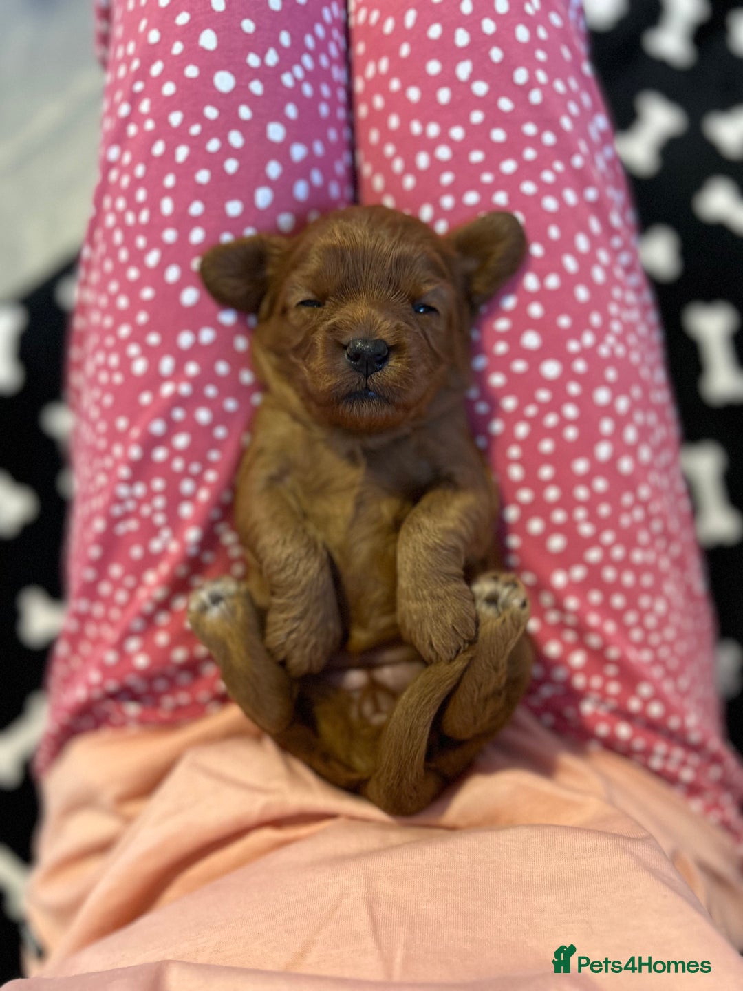Cavapoo dogs for sale: Extensively Health Tested Cavapoo Pups - List Open - Advert 7
