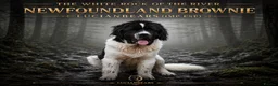 Newfoundland dogs for stud: Spanish import health tested Newfoundland stud  - Advert 3