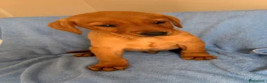 Labrador Retriever Puppy 4