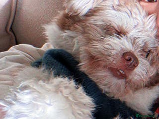 Shihpoo dogs Very cute Shihpoo - Advert 2