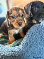 Dachshund dogs Wire haired dachshund puppies 🐾❤️ - Advert 5